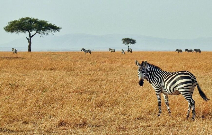 Serengeti & Ngorongoro Crater Wildlife Safari