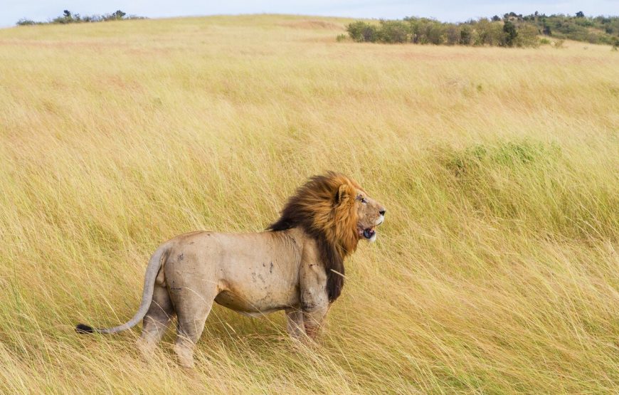 Serengeti & Ngorongoro Crater Wildlife Safari